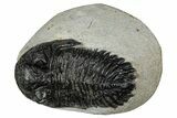 Bargain Hollardops Trilobite Fossils - 1 to 3" - Photo 4
